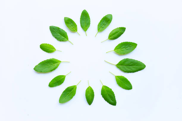istock Round frame of holy basil leaves, Copy space 1064349128