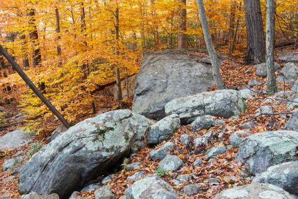 istock Forest in Harriman State Park in Autumn 1064352422