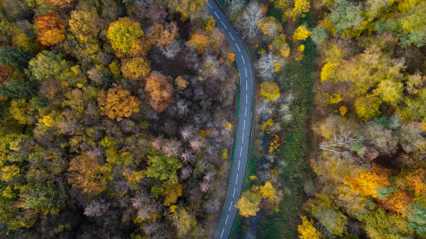 istock Road through autumnal forest - aerial view 1064361302