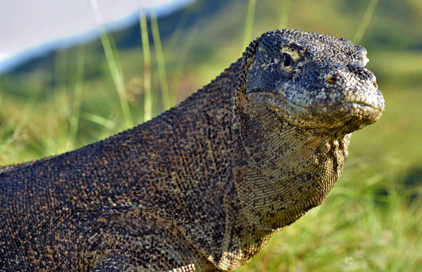 istock Portrait of the Komodo dragon 1064361780