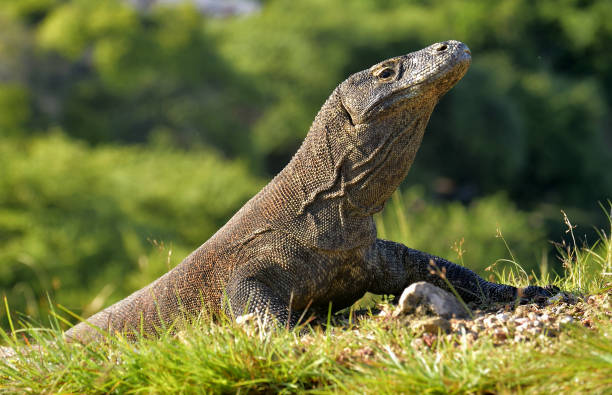 istock Portrait of the Komodo dragon 1064364366