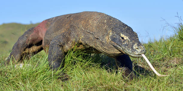 istock The Komodo dragon with the  forked tongue 1064364474