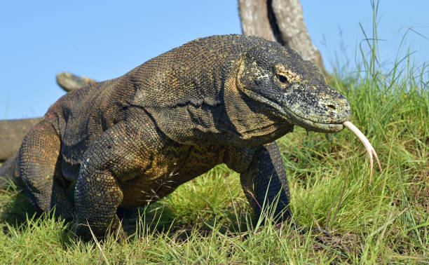 istock The Komodo dragon with the  forked tongue 1064364476
