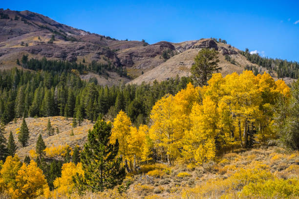 istock Fall landscape in the Eastern Sierra mountains 1064364588