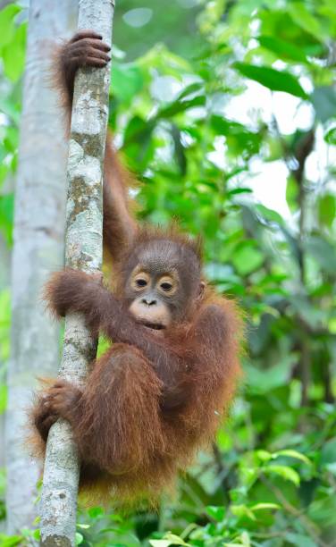 istock Central Bornean orangutan in the wild 1064366264