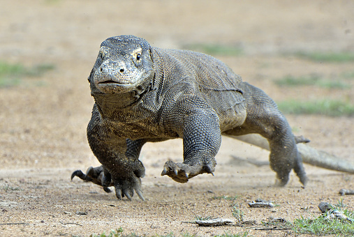 Atacar a dragón de Komodo photo