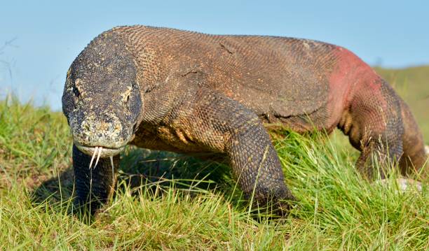 istock Portrait of the Komodo dragon 1064366554