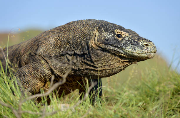 istock Portrait of the Komodo dragon 1064367808