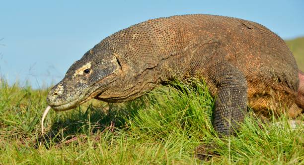 istock The Komodo dragon with the  forked tongue 1064369972