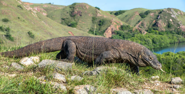 istock Portrait of the Komodo dragon 1064370236