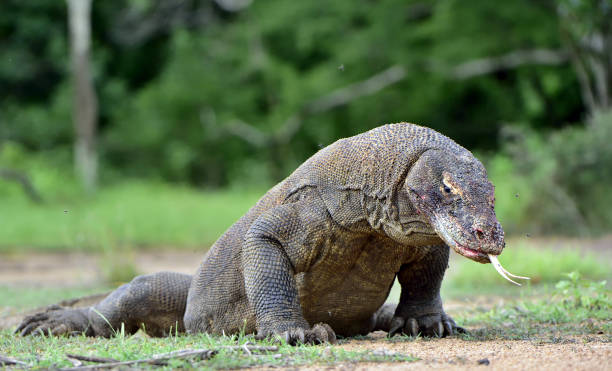 istock The Komodo dragon with the  forked tongue 1064370456