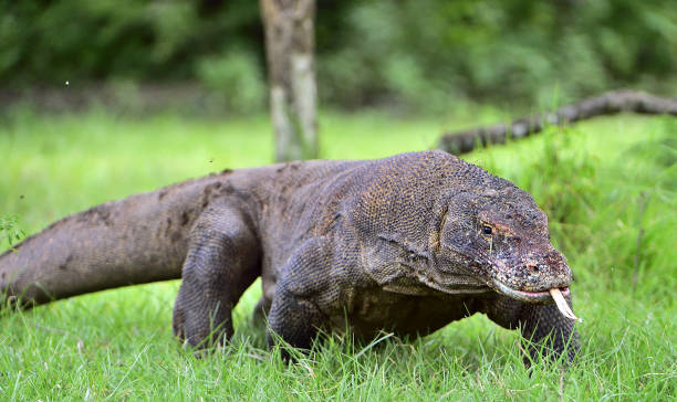 istock The Komodo dragon with the  forked tongue 1064370476