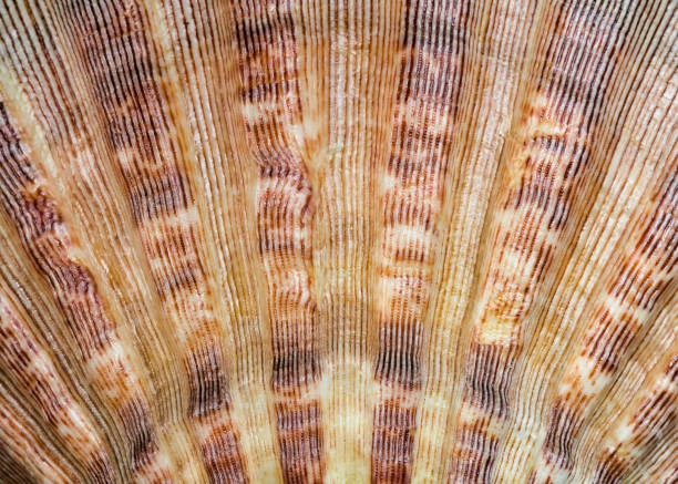 istock Diagonal lines of a textured seashell 1064378252