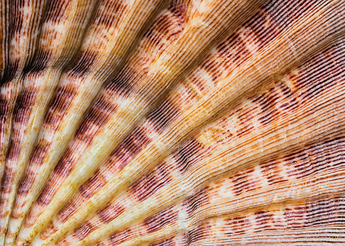 Closeup of the lines and texture of a seashell form background