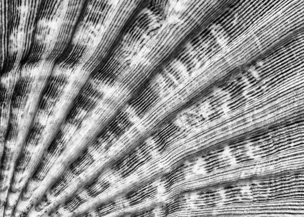 Cross section of a nautilus shell in black and white