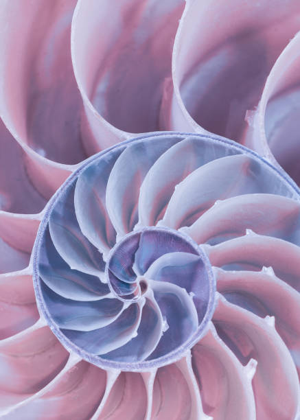 istock Cross section of a nautilus shell 1064378454