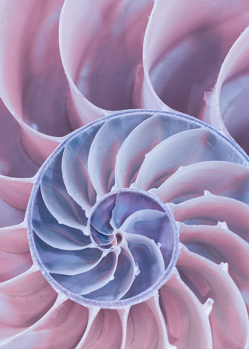 Closeup of the cross section of a nautilus shell in pastel colors