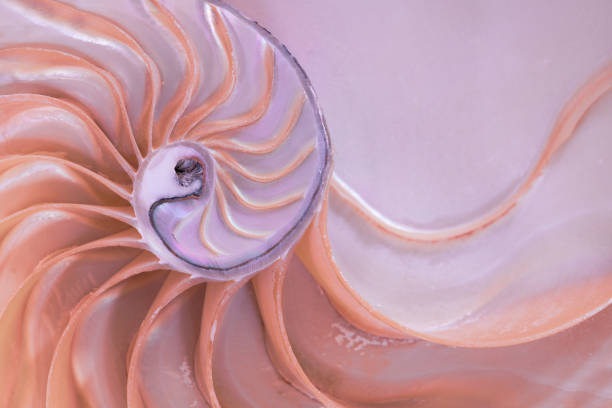 istock Cross section of a nautilus shell 1064379524