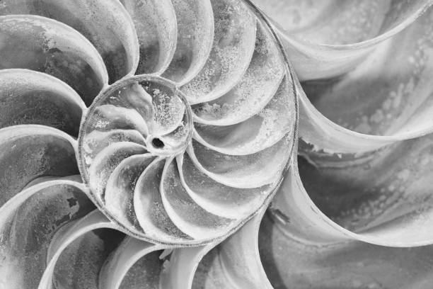 istock Cross section of a nautilus shell in black and white 1064379526