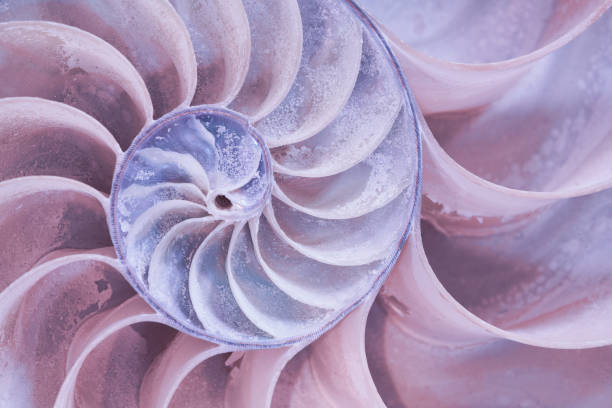 istock Cross section of a nautilus shell 1064379528
