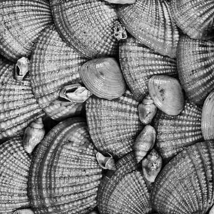 Large group of sea shells in black and white forms textured background