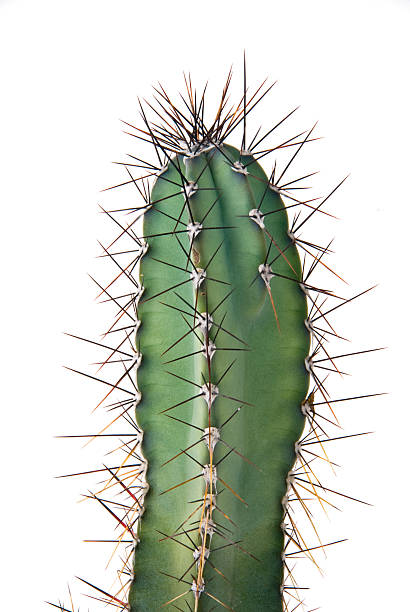 cactus - cactus thorns foto e immagini stock