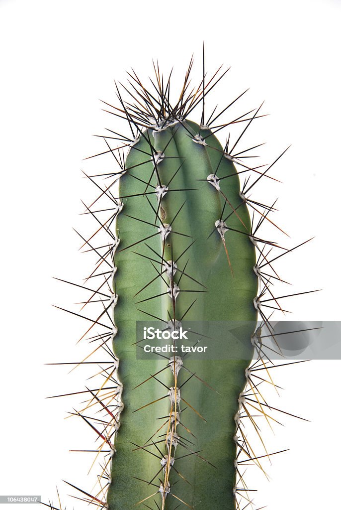 Cactus - Foto de stock de Cacto royalty-free
