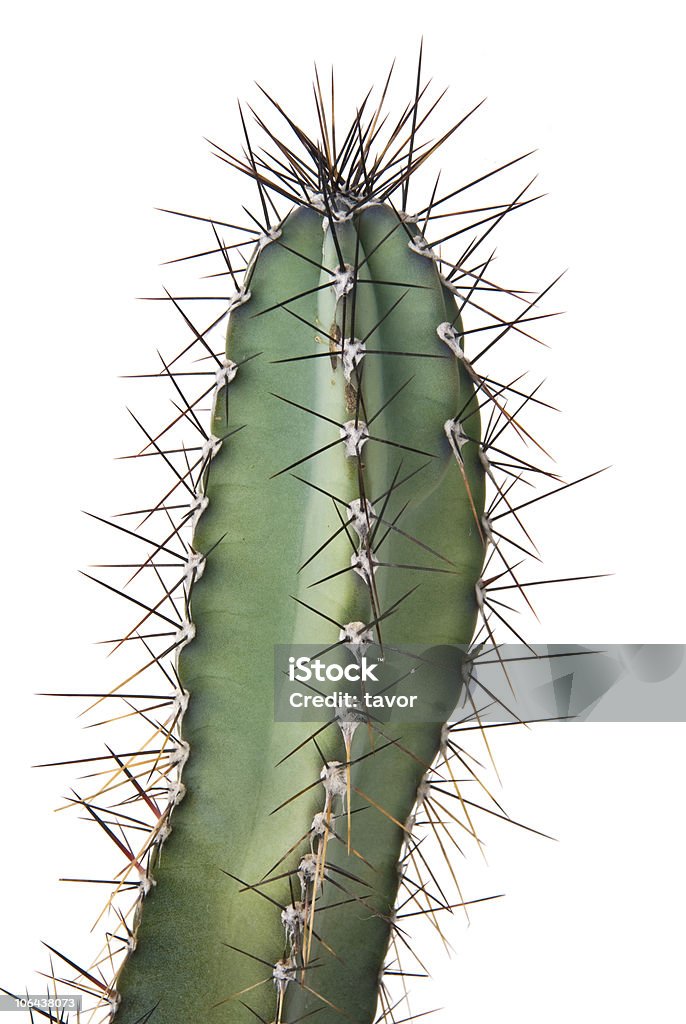Cactus - Foto stock royalty-free di Cactus