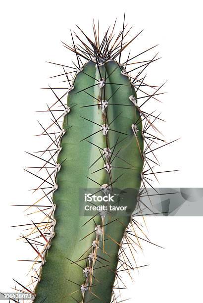 Cactus - Fotografie stock e altre immagini di Cactus - Cactus, Scontornabile, Senza persone