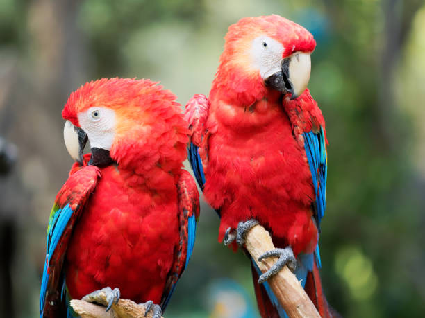 istock A pair of red parrot standing together, looking at camera with different expression. 1064381830