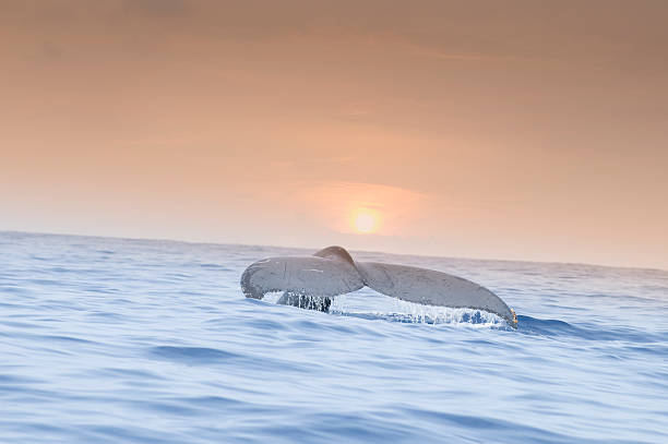 istock Humpback Flukes in Kona Sunset 106438374
