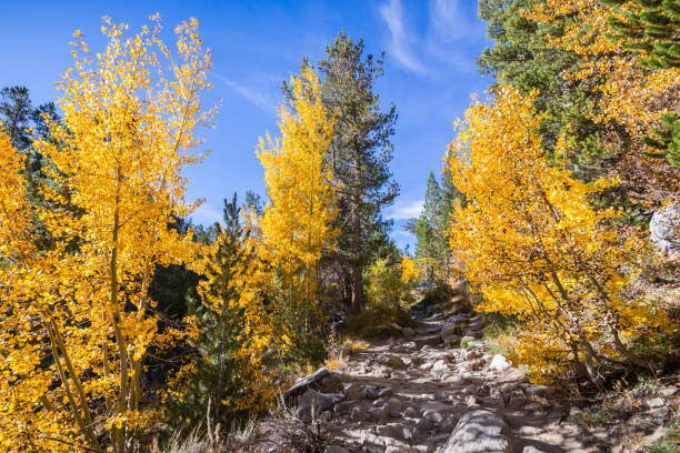 istock Hiking trail going through a grove of aspen trees 1064384092