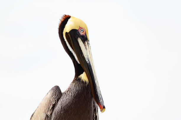 istock Shoreline and wetland birds 1064385452