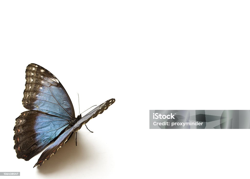 Mariposa azul - Foto de stock de Mariposa - Lepidópteros libre de derechos