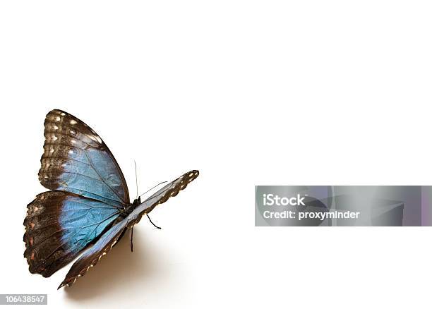 Mariposa Azul Foto de stock y más banco de imágenes de Mariposa - Lepidópteros - Mariposa - Lepidópteros, Azul, Recortable