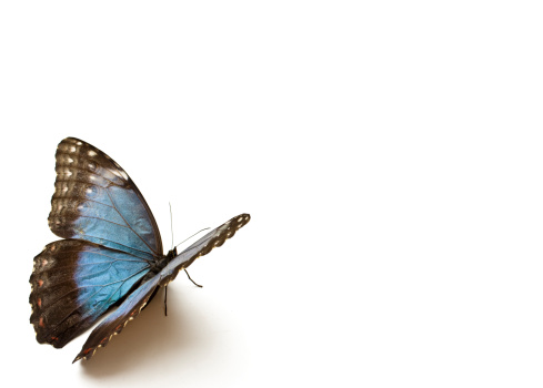The Blue Morpho Butterfly (Morpho peleides) on white paper (clipping path included)