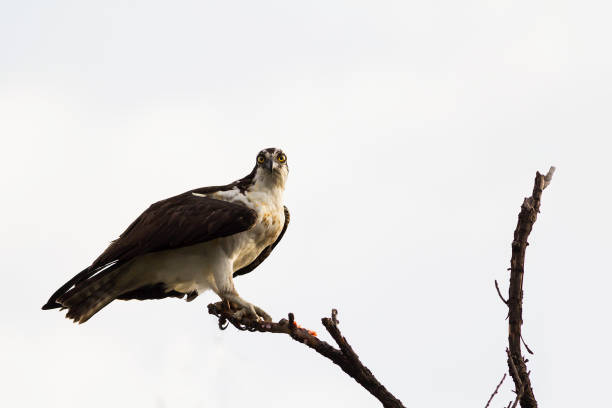 istock Shoreline and wetland birds 1064385714