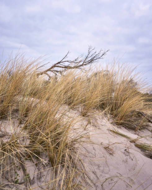 istock View of the dune with dune grass and tree. 1064390516