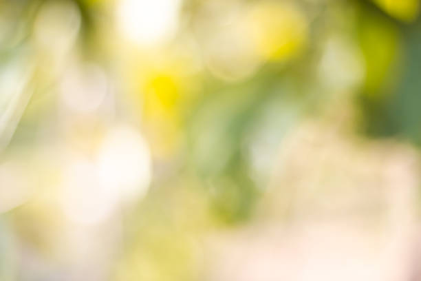 istock green blurred backdrop of nature, circle light wallpaper, white bokeh background 1064393006