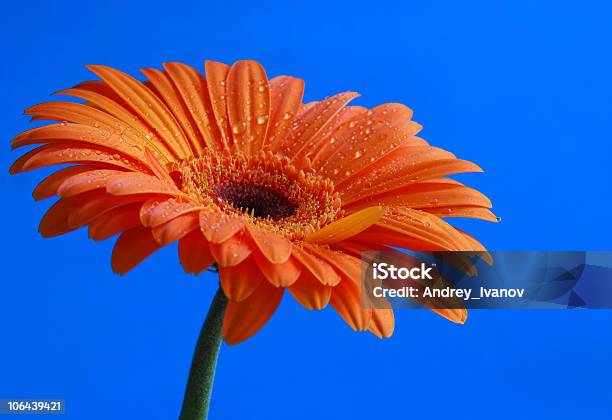 Photo libre de droit de Gerber banque d'images et plus d'images libres de droit de Amour - Amour, Arbre en fleurs, Beauté