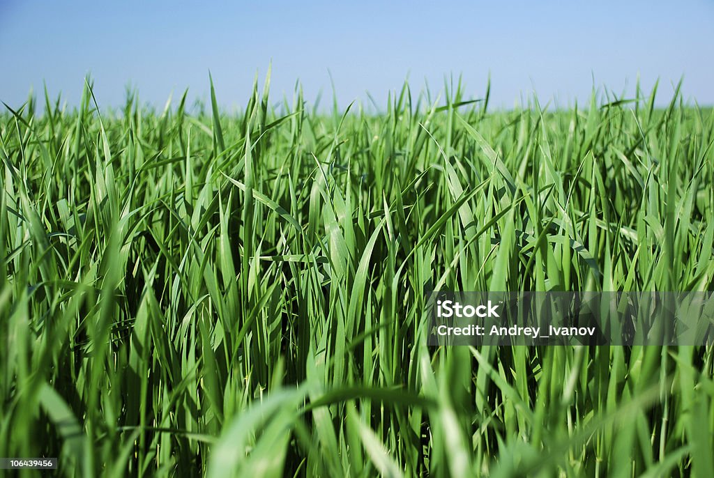 Herbe - Photo de Agriculture libre de droits