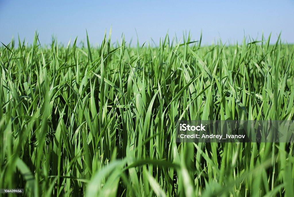 Relva - Royalty-free Agricultura Foto de stock