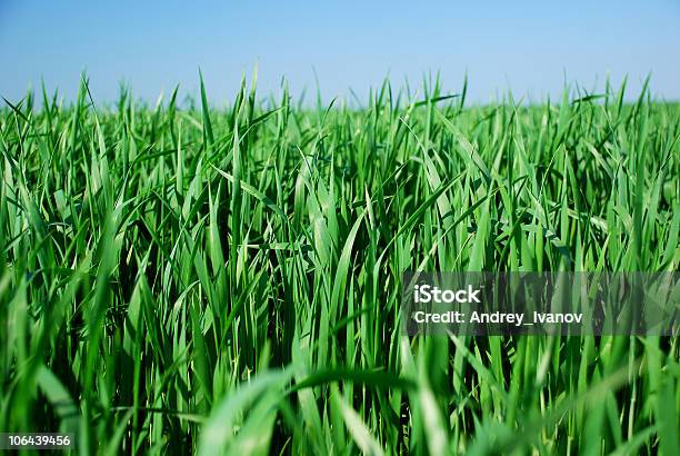 Relva - Fotografias de stock e mais imagens de Agricultura - Agricultura, Ao Ar Livre, Beleza natural