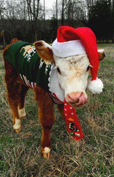 Farm Animal Christmas Stock Photos 