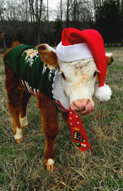 Photo of christmas calf