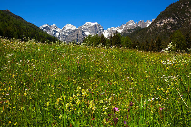 primavera prato nelle alpi - european alps flower north tirol holiday foto e immagini stock