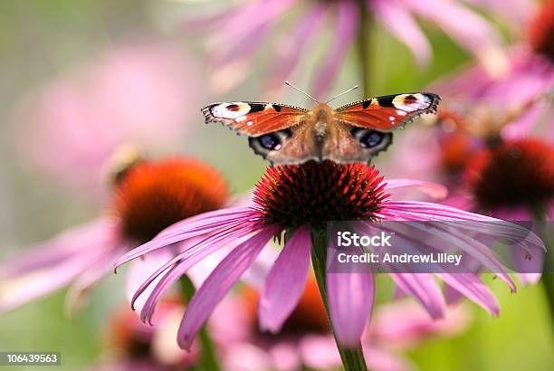 Pfau Schmetterling Auf Blume Sonnenhutpflanzengattung Stockfoto und mehr Bilder von Schmetterling