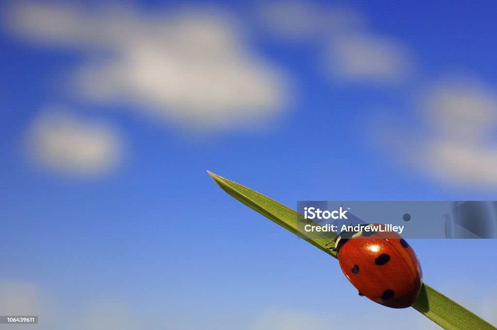 Ladybird on grass  Accessibility Stock Photo