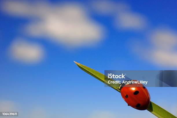 Ladybird On Grass Stock Photo - Download Image Now - Accessibility, Achievement, Black Color