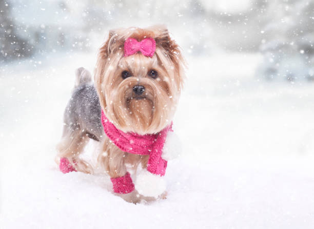Yorkshire terrier dog in the snow wearing a pink scarf and bow.